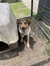 adoptable Dog in  named SAM BAM