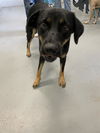 adoptable Dog in  named SCAR