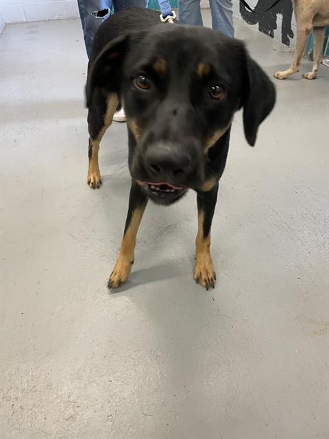 SCAR - Rottweiler / Labrador Retriever available for adoption
