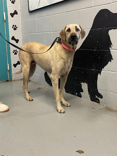 BLU - Black Mouth Cur / Labrador Retriever available for adoption