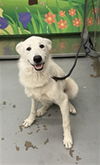 adoptable Dog in  named CALLAWAY