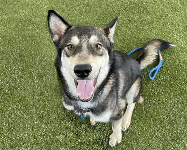 adoptable Dog in Waco, TX named SARGE