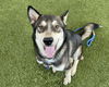 adoptable Dog in  named SARGE