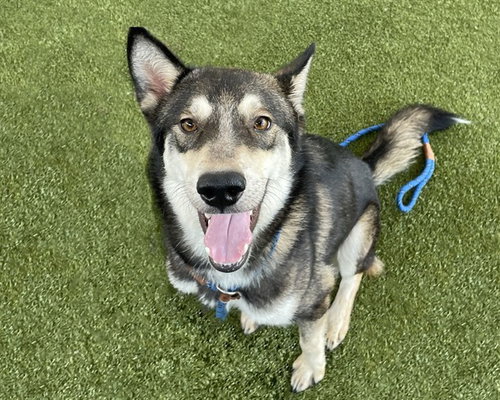 SARGE - Husky available for adoption