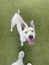 adoptable Dog in  named MILTON