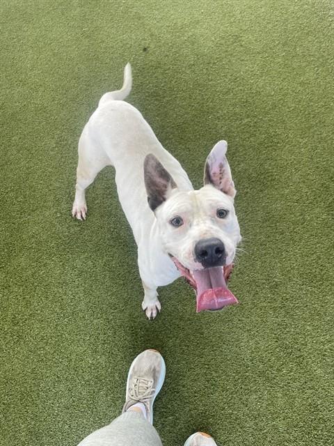 MILTON - Pit Bull Terrier available for adoption