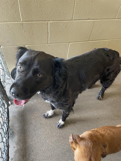 adoptable Dog in Waco, TX named SMORES