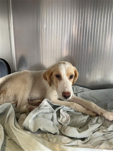 adoptable Dog in Waco, TX named RUTHIE