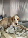 adoptable Dog in  named RUTHIE