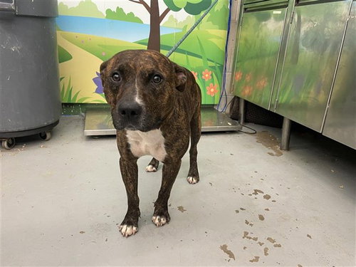 DODGER - Pit Bull Terrier available for adoption