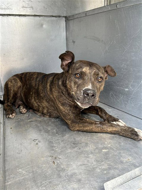 MALIA - Pit Bull Terrier available for adoption
