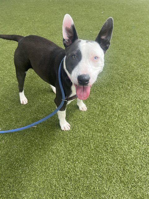 MARLA POOCH - Bull Terrier / Staffordshire Bull Terrier available for adoption
