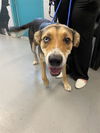 adoptable Dog in  named GAMORA