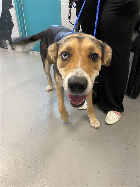 GAMORA - Husky available for adoption