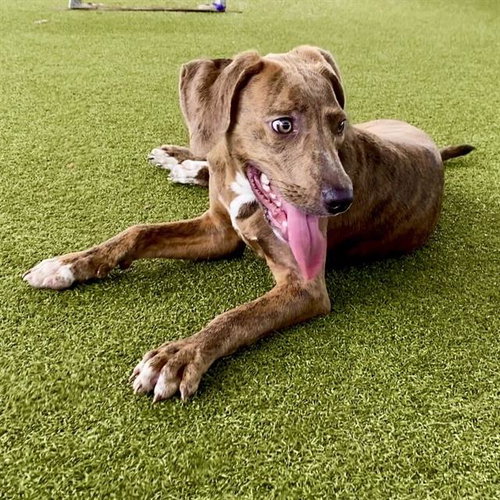 DORA BELLA - American Staffordshire Terrier available for adoption
