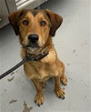 adoptable Dog in  named KADI SUE