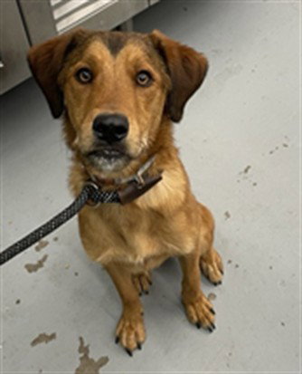 KADI SUE - Labrador Retriever available for adoption