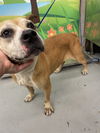 adoptable Dog in  named ABELIA