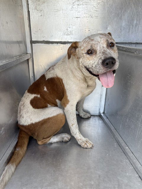 adoptable Dog in Waco, TX named HAMILTON