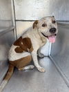 adoptable Dog in  named HAMILTON