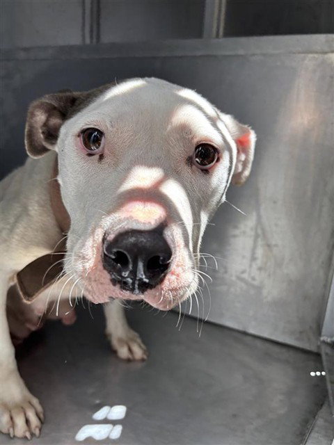ELIZABETH - Pit Bull Terrier available for adoption
