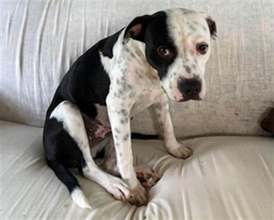 adoptable Dog in Waco, TX named LUNA