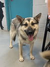 adoptable Dog in  named ELEONORA