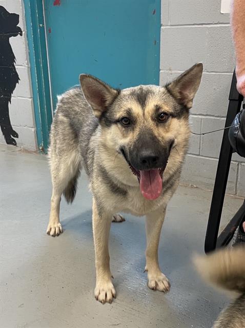 ELEONORA - German Shepherd Dog available for adoption