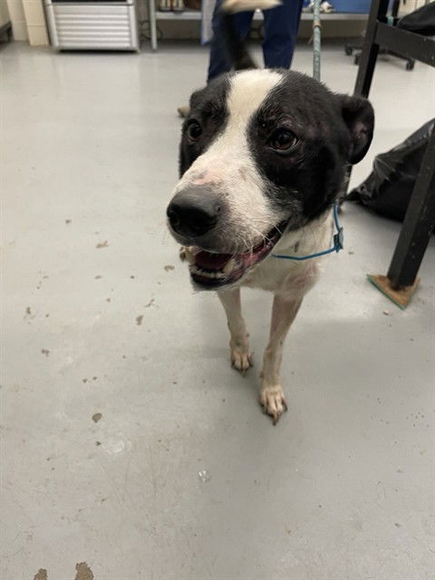 adoptable Dog in Waco, TX named ELVIS