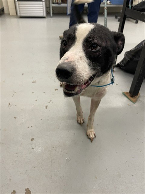 ELVIS - Labrador Retriever / Border Collie available for adoption