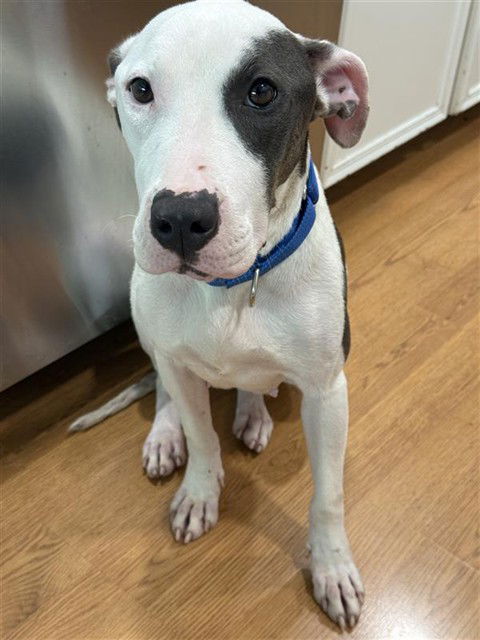 adoptable Dog in Waco, TX named CHEVY