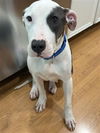 adoptable Dog in  named CHEVY