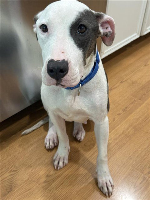CHEVY - American Staffordshire Terrier available for adoption