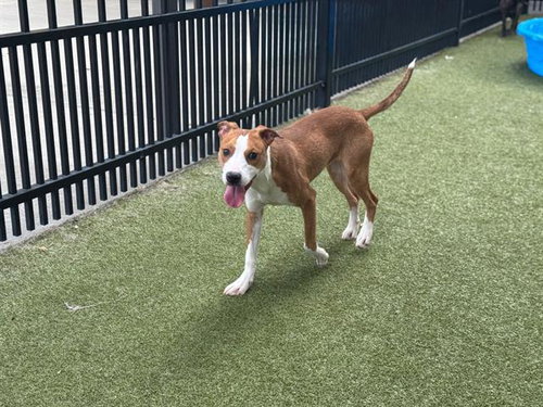 TOBIAS - Pit Bull Terrier available for adoption