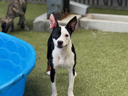 SCRATCH - Pit Bull Terrier available for adoption