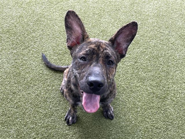 adoptable Dog in Waco, TX named ZEPPELIN