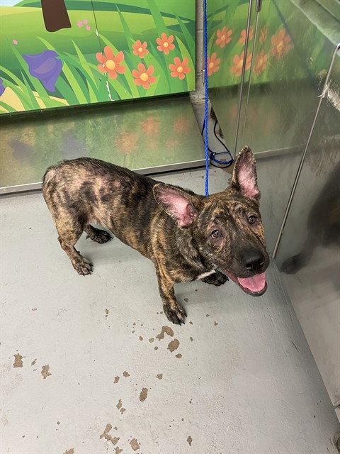 THANE - German Shepherd Dog available for adoption
