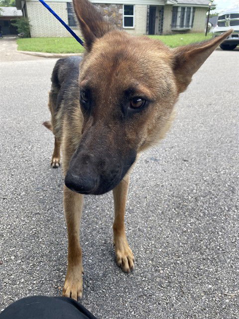 adoptable Dog in Waco, TX named SANTIAGO