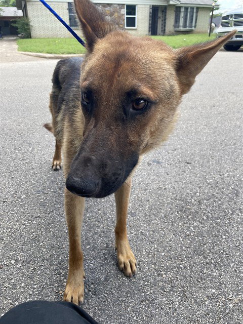 SANTIAGO - German Shepherd Dog available for adoption