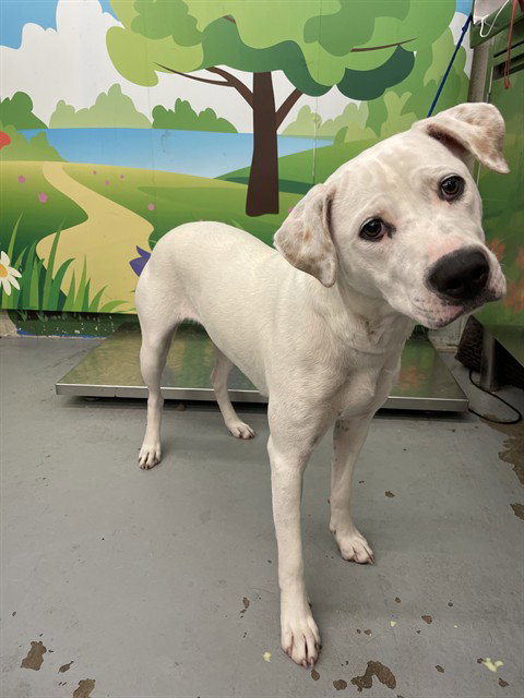VALENCIA - Pit Bull Terrier available for adoption