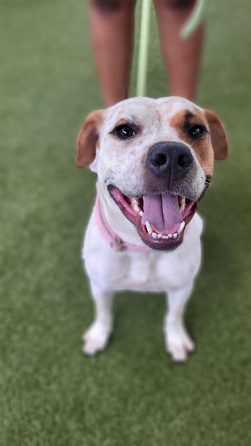 adoptable Dog in Waco, TX named INDIANA