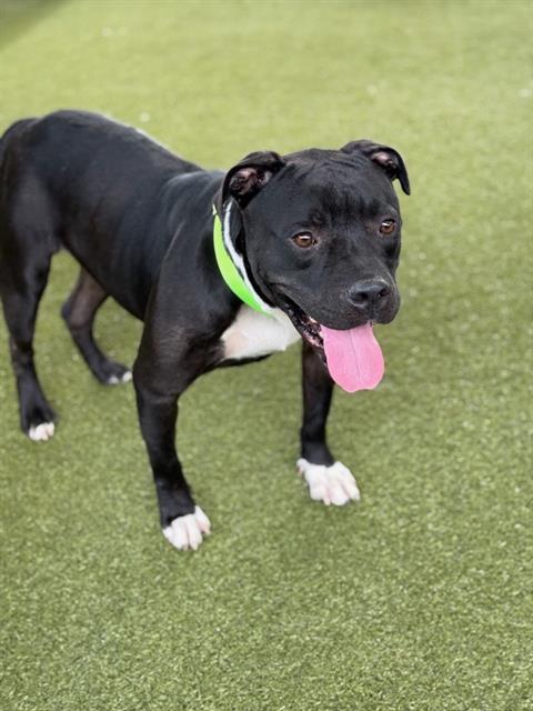 QUEST - Pit Bull Terrier available for adoption