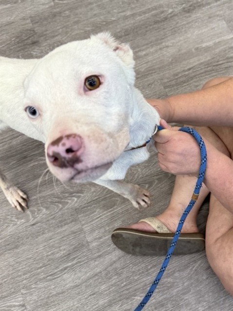 BUOY - Pit Bull Terrier available for adoption