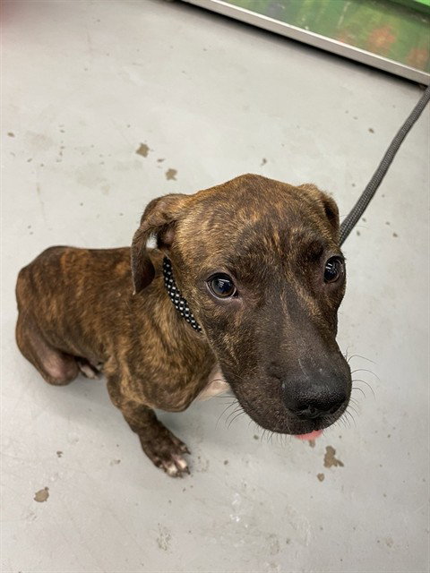 VALOR - Pit Bull Terrier available for adoption