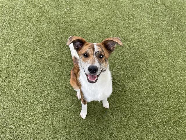 adoptable Dog in Waco, TX named TONY THE TIGER