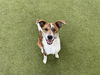 adoptable Dog in  named TONY THE TIGER