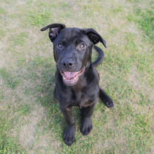 DR.PUPPER - Labrador Retriever available for adoption