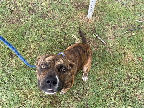 LOYAL - Pit Bull Terrier / Boxer available for adoption