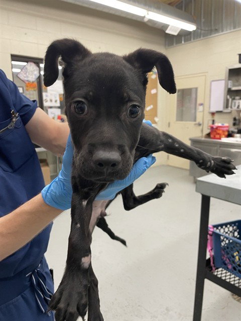 NEZI - Labrador Retriever available for adoption