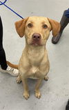 adoptable Dog in  named FINNICK
